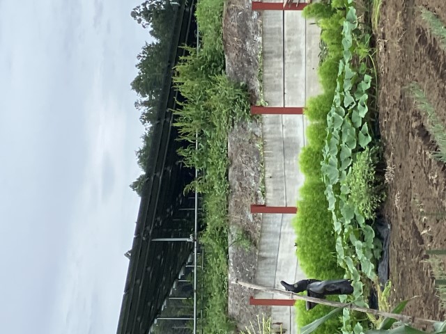 写真11